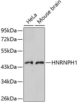 HNRNPH1 Polyclonal Antibody (E-AB-65522)