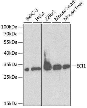 ECI1 Polyclonal Antibody (E-AB-60254)