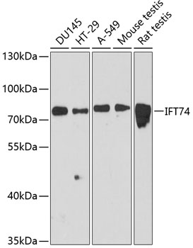 IFT74 Polyclonal Antibody (E-AB-64297)
