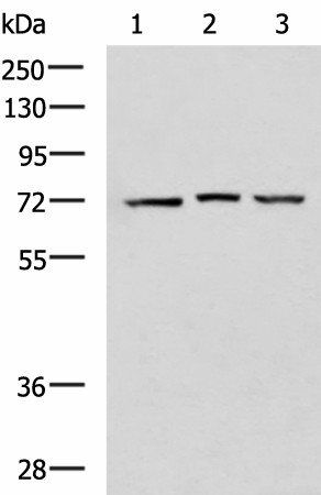 DHX58 Polyclonal Antibody (E-AB-53004)
