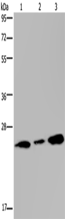 RAB3C Polyclonal Antibody (E-AB-15487)