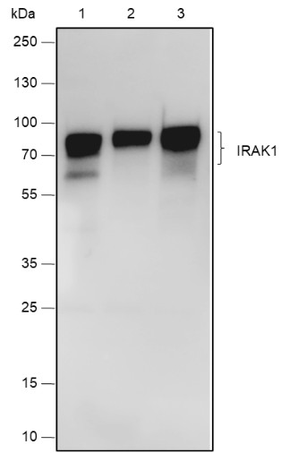 Recombinant IRAK1 Monoclonal Antibody (AN301855L)