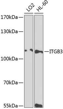 ITGB3 Polyclonal Antibody (E-AB-60718)