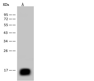 Recombinant REG3B Monoclonal Antibody (AN300572P)