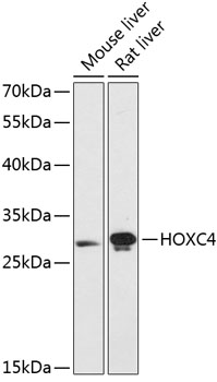 HOXC4 Polyclonal Antibody (E-AB-64844)