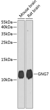 GNG7 Polyclonal Antibody (E-AB-62770)