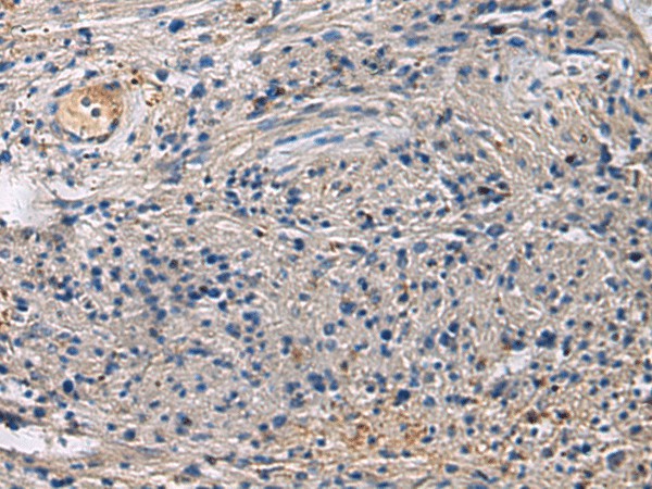 SLC30A3 Polyclonal Antibody (E-AB-19265)