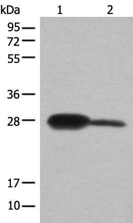 BDH2 Polyclonal Antibody (E-AB-18535)