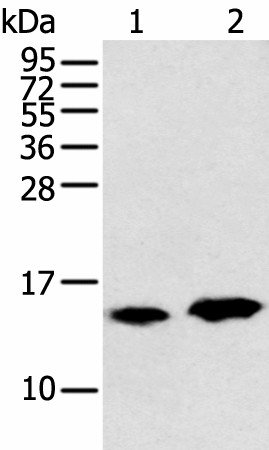 CARTPT Polyclonal Antibody (E-AB-18349)