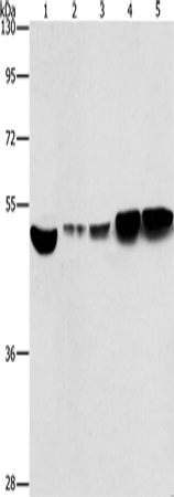 ENO1 Polyclonal Antibody (E-AB-14803)