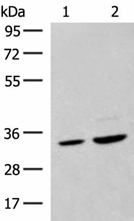 SCGN Polyclonal Antibody (E-AB-18815)