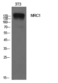 CD206 Polyclonal Antibody (E-AB-33717)
