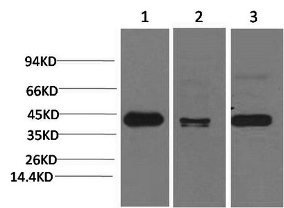 TBP Monoclonal Antibody (E-AB-22169)