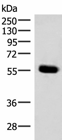 IPPK Polyclonal Antibody (E-AB-18125)