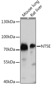CD73/NT5E Polyclonal Antibody (E-AB-93185)