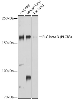 PLC beta 3 Polyclonal Antibody (E-AB-90113)