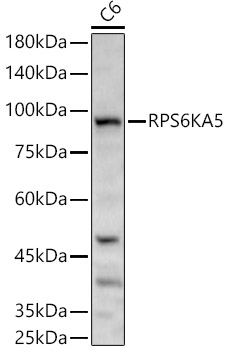 RPS6KA5 Polyclonal Antibody (E-AB-92667)