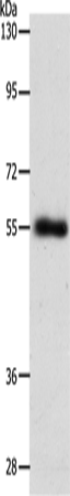 SLC1A5 Polyclonal Antibody (E-AB-15848)