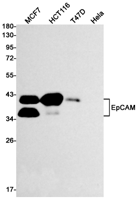 Recombinant EpCAM Monoclonal Antibody (E-AB-81555)
