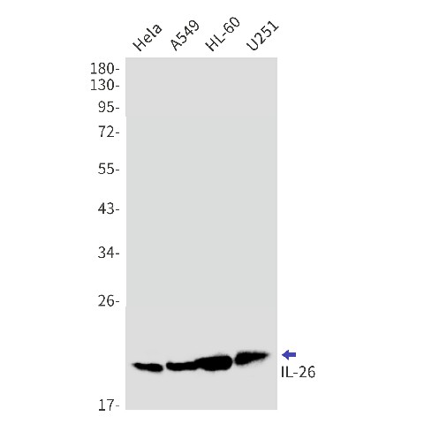 Recombinant IL 26 Monoclonal Antibody (E-AB-81571)