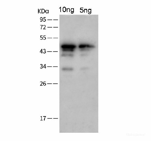 SARS-COV-2 NP Polyclonal Antibody(2019-nCoV) (E-AB-V1015)