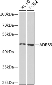 ADRB3 Polyclonal Antibody (E-AB-62615)