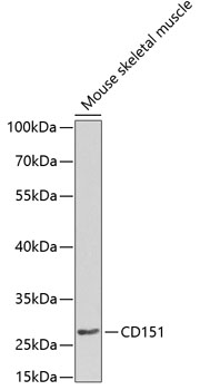CD151 Polyclonal Antibody (E-AB-60507)