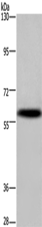KCNG4 Polyclonal Antibody (E-AB-16538)