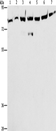 PKC epsilon Polyclonal Antibody (E-AB-10893)
