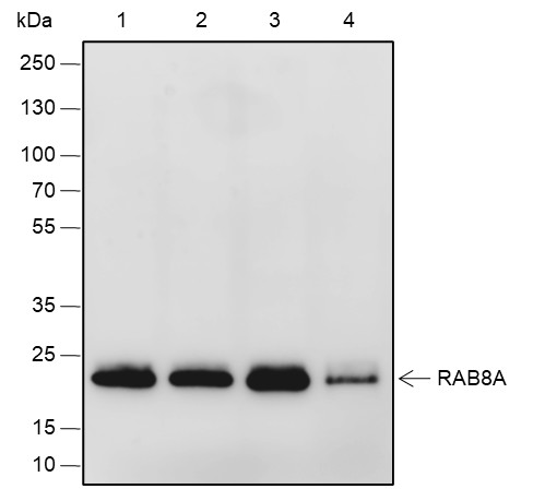 Recombinant Rab8A Monoclonal Antibody (AN301923L)