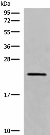 CREG1 Polyclonal Antibody (E-AB-19775)