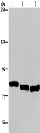 GAB2 Polyclonal Antibody (E-AB-11250)