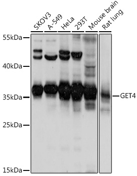 GET4 Polyclonal Antibody (E-AB-91465)