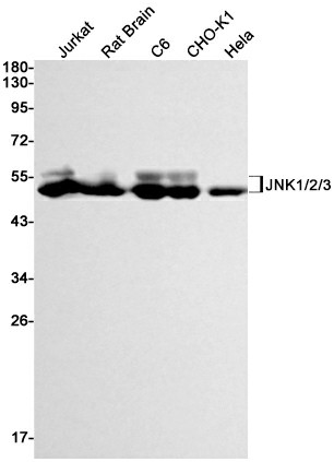Recombinant JNK Monoclonal Antibody (E-AB-81448)