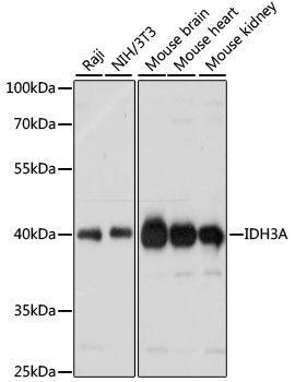 IDH3A Polyclonal Antibody (E-AB-65060)