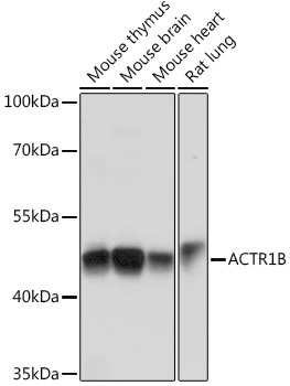 ACTR1B Polyclonal Antibody (E-AB-91281)