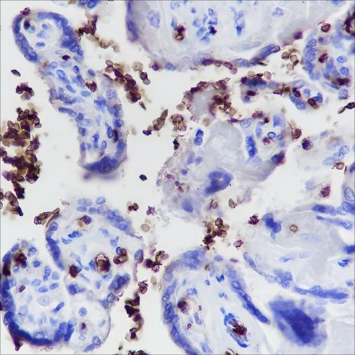 Recombinant Glycophorin A Monoclonal Antibody (AN301532L)