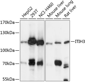 ITIH3 Polyclonal Antibody (E-AB-92966)