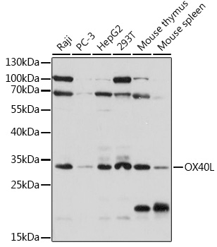 OX40L Polyclonal Antibody (E-AB-93237)