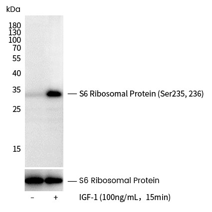Recombinant Phospho-S6 Ribosomal Protein (Ser235, 236) Monoclonal Antibody (AN300373L)