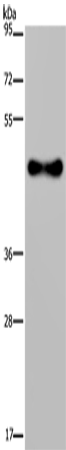 FADS1 Polyclonal Antibody (E-AB-11209)