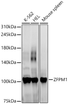ZFPM1 Polyclonal Antibody (E-AB-91990)