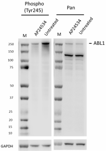 Purified anti-ABL1 Phospho (Tyr245) Antibody (618651)