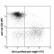 Purified anti-rat RT1B Antibody (205301)