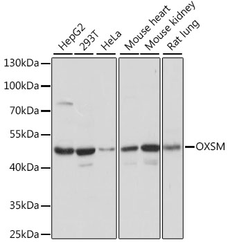 OXSM Polyclonal Antibody (E-AB-66605)