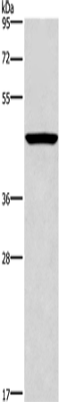 CPA2 Polyclonal Antibody (E-AB-11097)