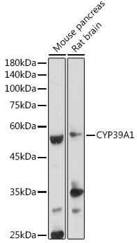 CYP39A1 Polyclonal Antibody (E-AB-92279)