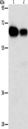 ARHGEF5 Polyclonal Antibody (E-AB-10830)