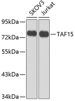 TAF15 Polyclonal Antibody (E-AB-62274)