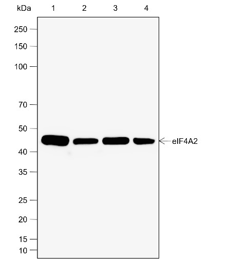 Recombinant eIF4A2 Monoclonal Antibody (AN302068L)